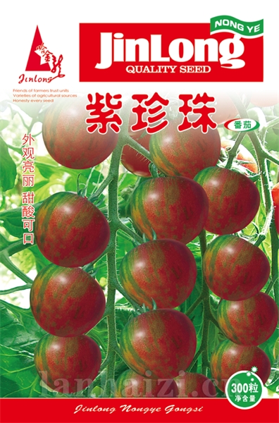 紫珍珠