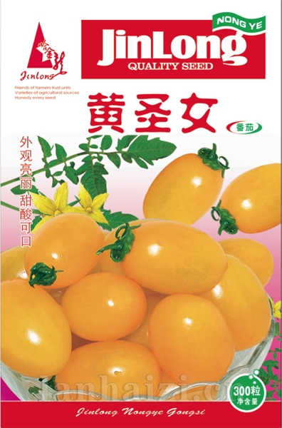 黄圣女番茄