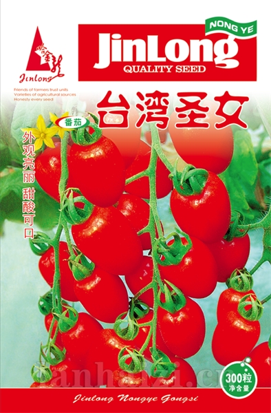 台湾圣女