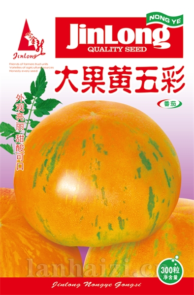 大果黄五彩