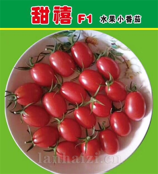 进口高档水果小番茄“甜禧”优势和特性