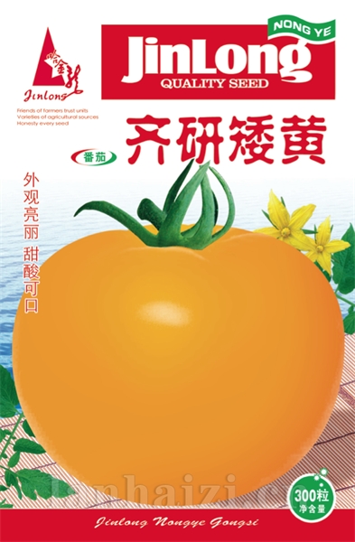 齐研矮黄