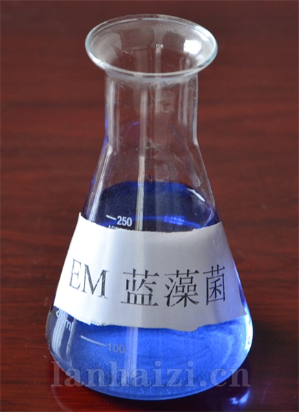 EM-蓝藻菌
