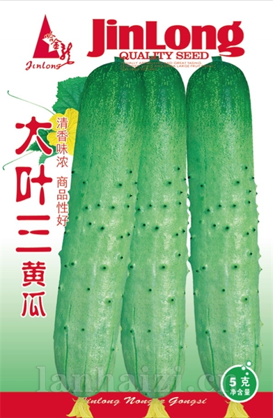 大叶三黄瓜