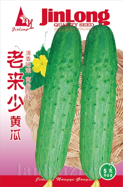 老来少黄瓜