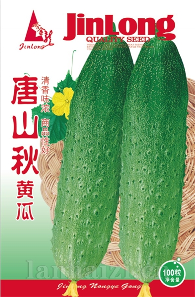 唐山秋黄瓜