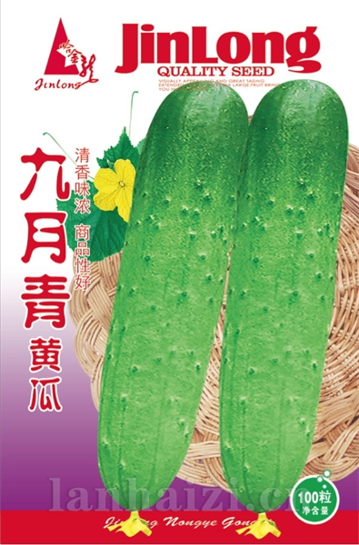 九月青黄瓜