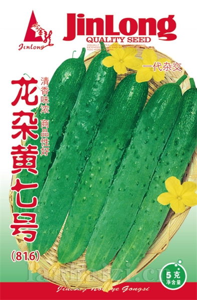 龙杂黄七号