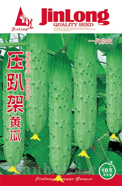  压趴架黄瓜