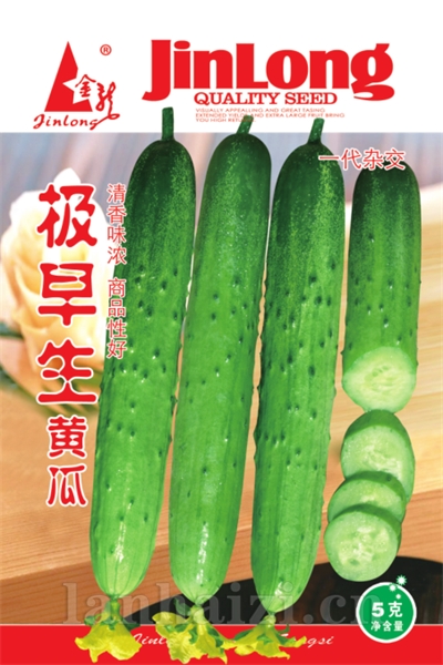极早生黄瓜
