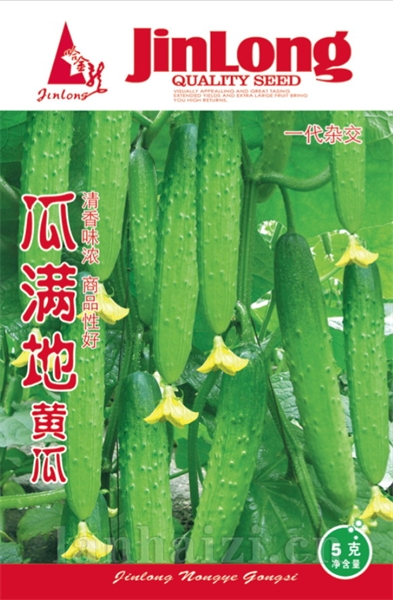 瓜满地黄瓜
