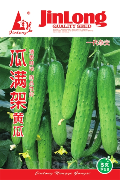瓜满架黄瓜