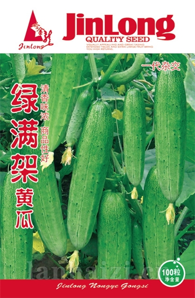 绿满架黄瓜