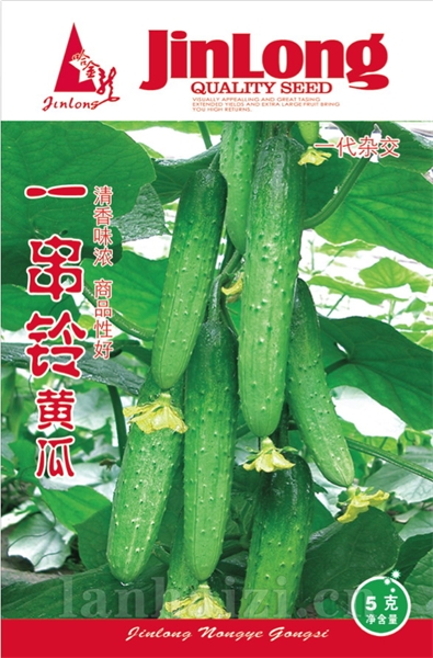一串铃黄瓜