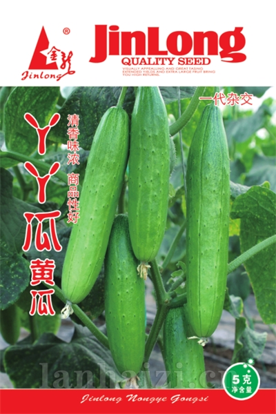 丫丫瓜