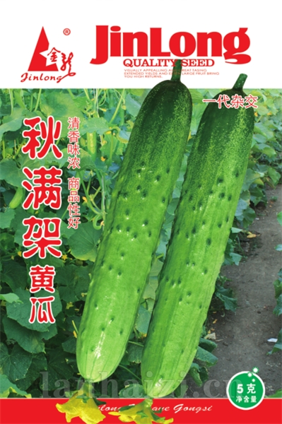 秋满架黄瓜