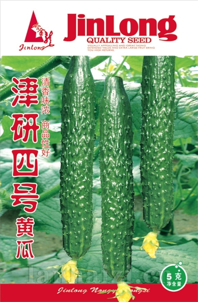 津研四号黄瓜