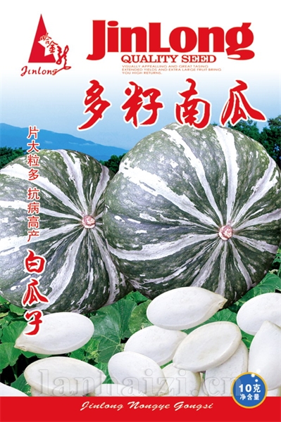 多籽南瓜