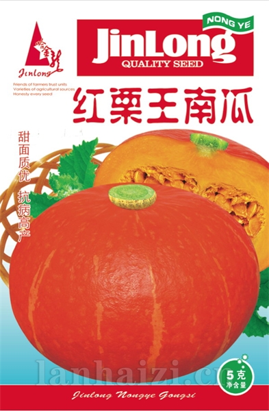 红栗王南瓜