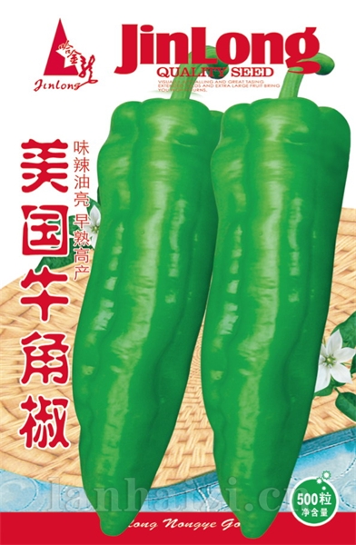 美国牛角椒