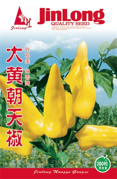大黄朝天椒