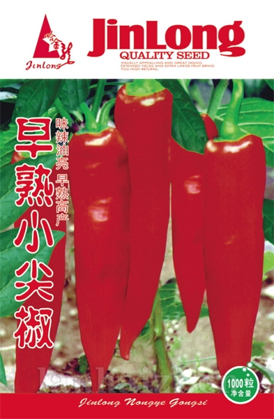 早熟小尖椒