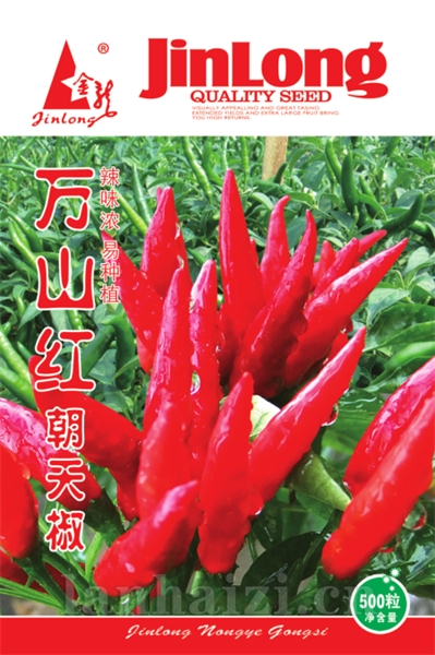万山红朝天椒