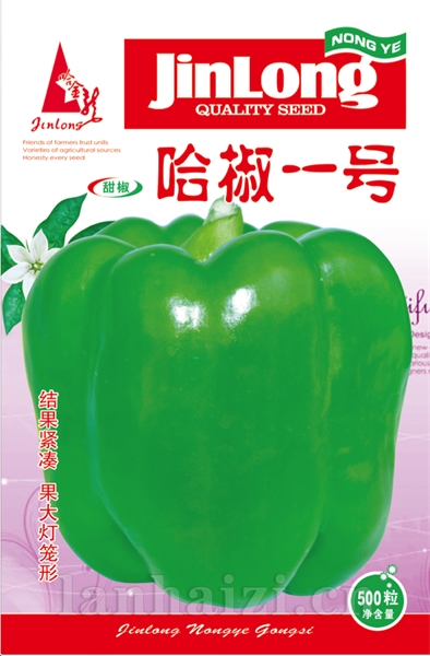 哈椒一号