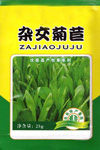 杂交菊苣草