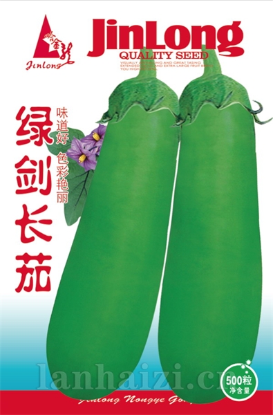 绿剑长茄