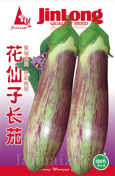 花仙子长茄
