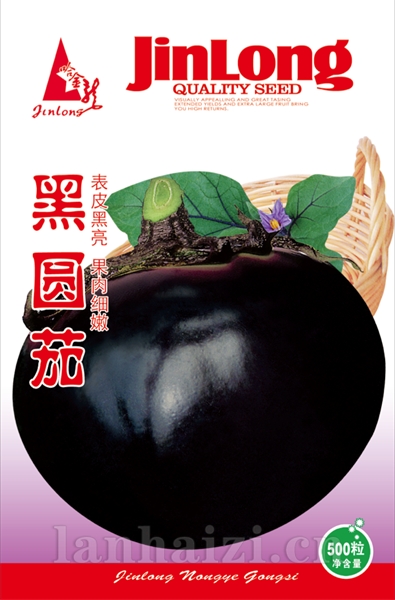 黑圆茄