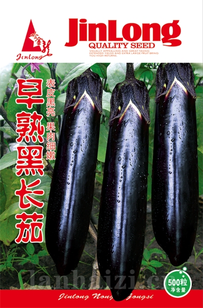 早熟黑长茄
