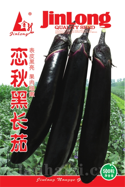 恋秋黑长茄