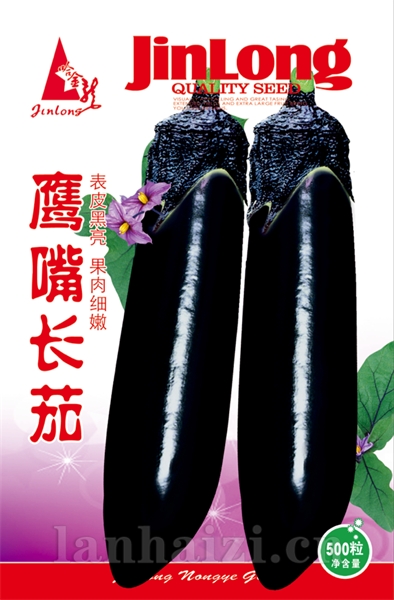 鹰嘴长茄