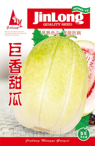 巨香甜瓜