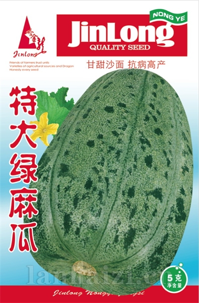 特大绿麻瓜