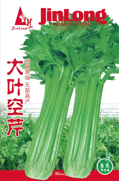 大叶空芹