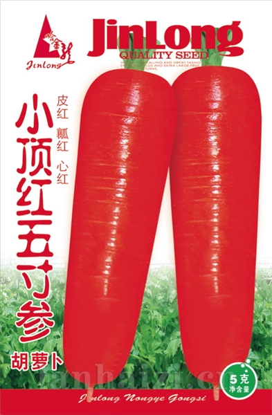 小顶红胡萝卜