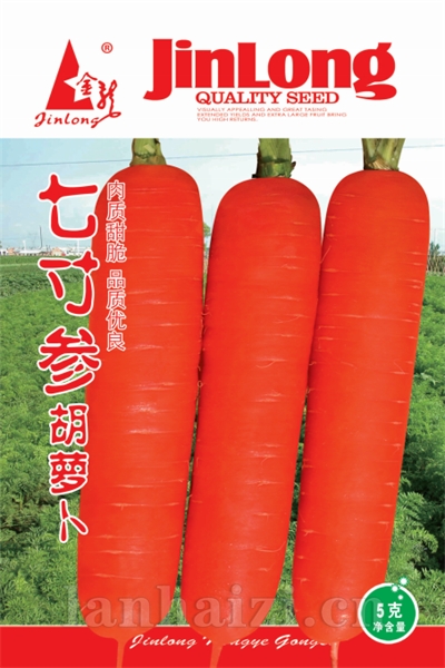 七寸参胡萝卜