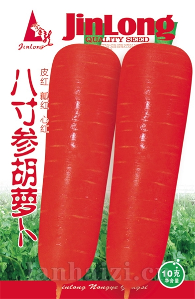 八寸参胡萝卜