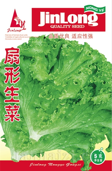 扇形生菜