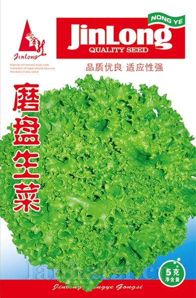 磨盘生菜