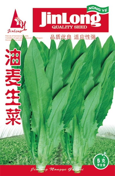 油麦生菜