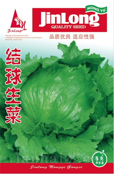 结球生菜