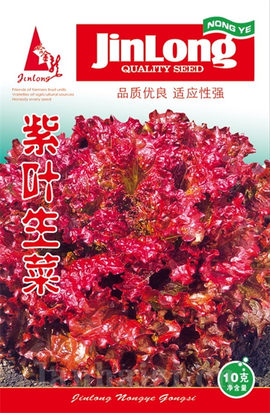 紫叶生菜