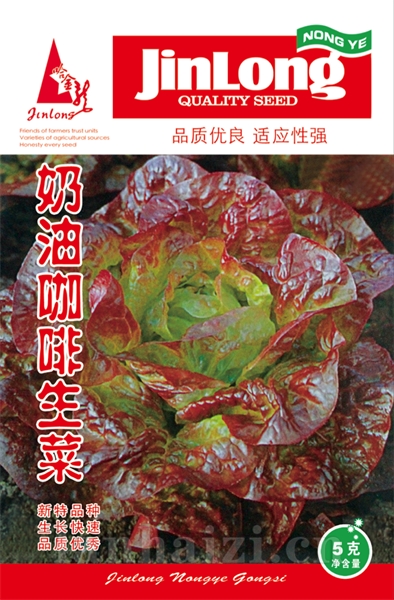 奶油咖啡生菜