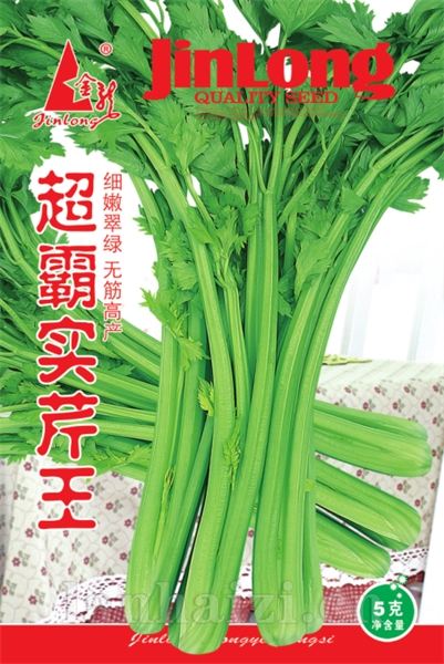 红油麦生菜