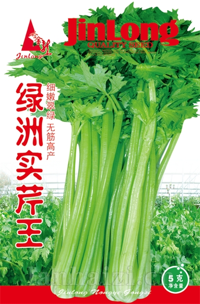  绿洲实芹王