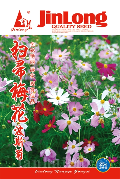 扫帚梅花